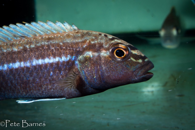 Melanochromis dialeptos 'Gome Rock'